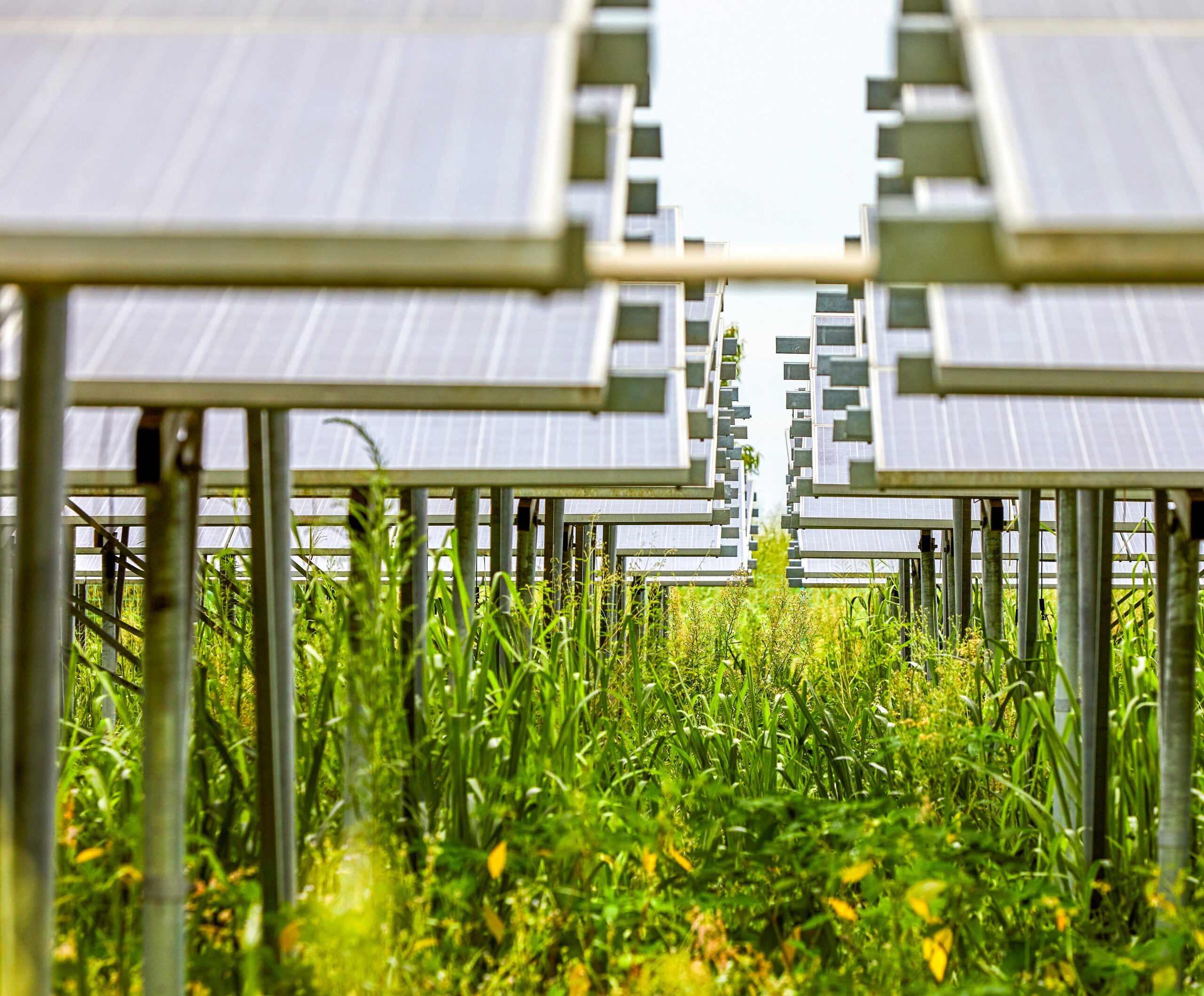 Qu’est-ce que l’agrivoltaïsme ?